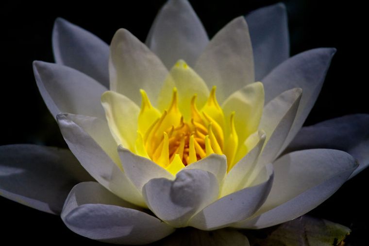 800px-Lightning_waterlily